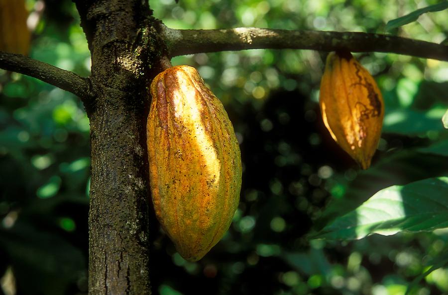 Cacao Fruits
