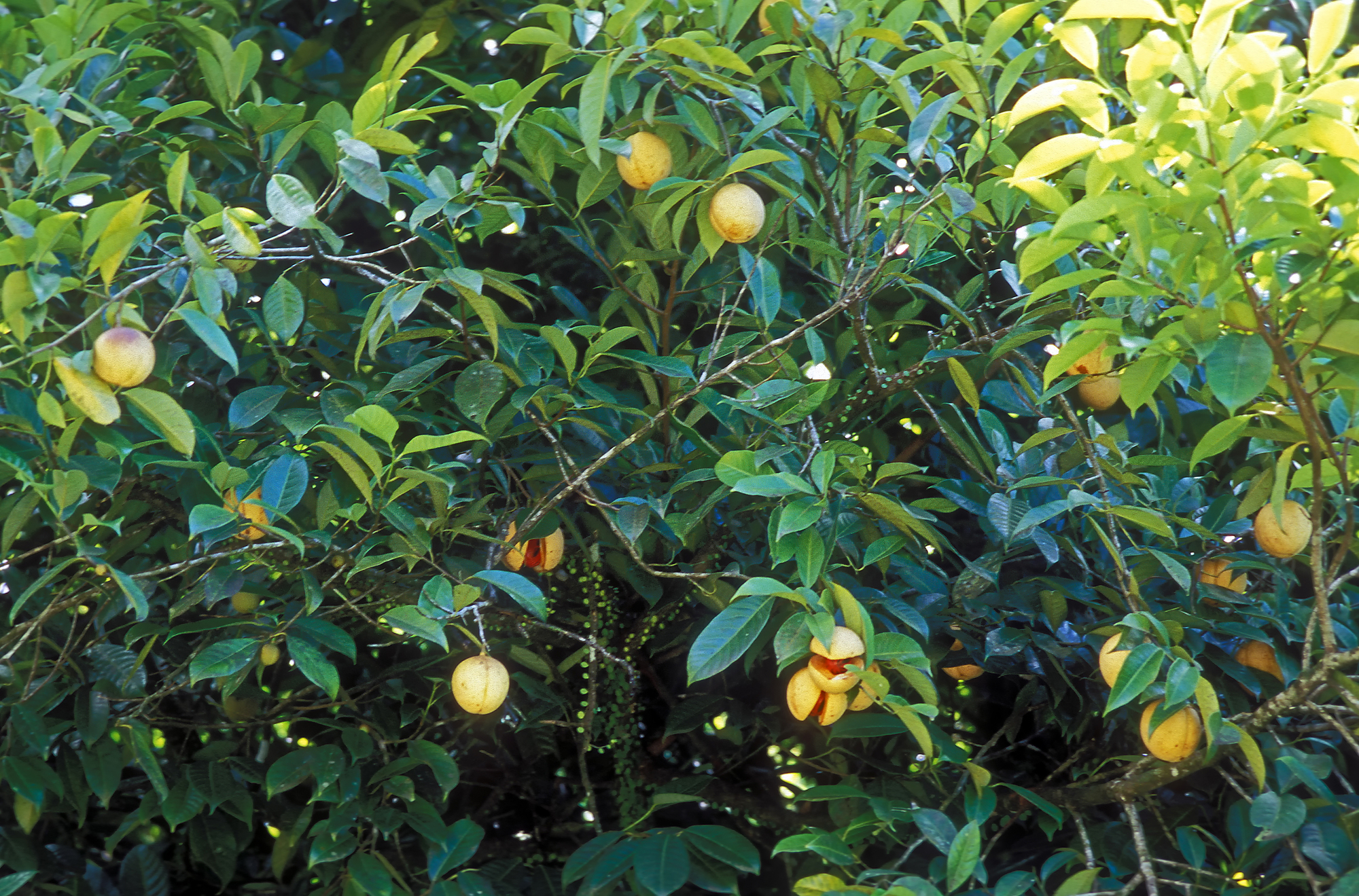 Nutmeg Tree Grenada Pictures Grenada in GlobalGeography