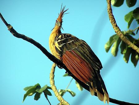 Hoatzin, Foto: source: Wikicommons unter CC 