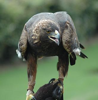 Golden Eagle, Foto: source: Wikicommons unter CC 