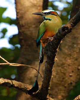 Turquoise-browed motmot, Foto: source: Wikicommons unter CC 