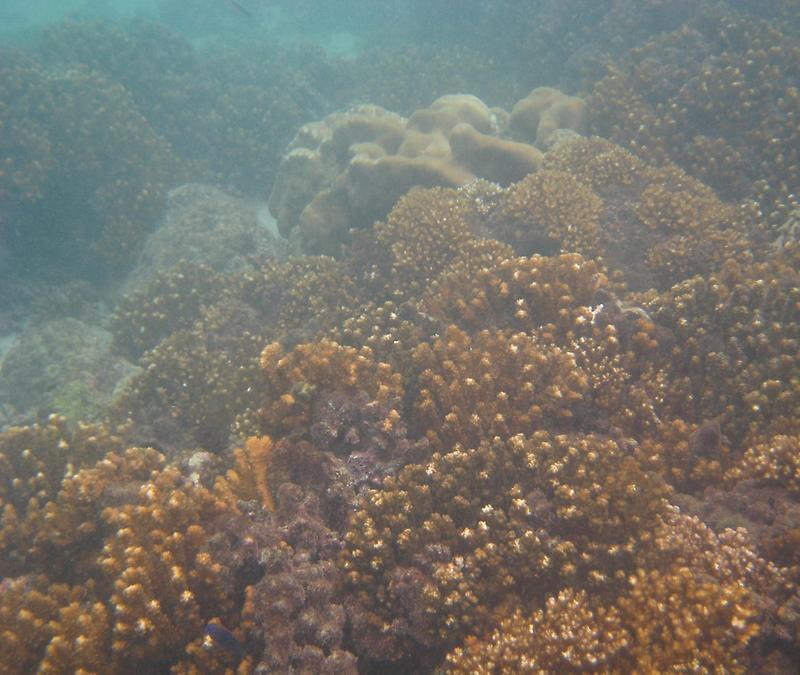 Panamanian coral reef
