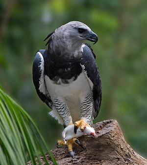 Harpy eagle, Foto: source: Wikicommons unter CC 