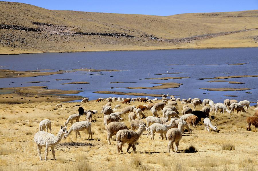 Altiplano - Lamas