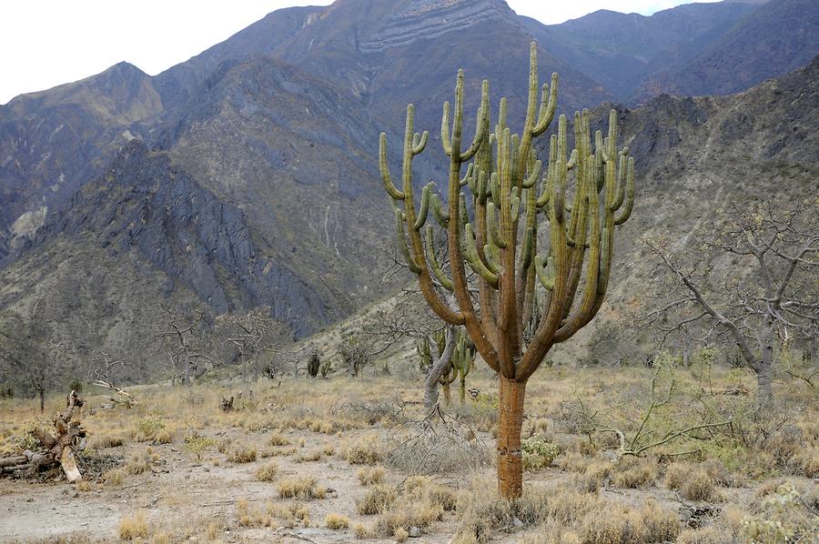 Balsas Valley - Cactus
