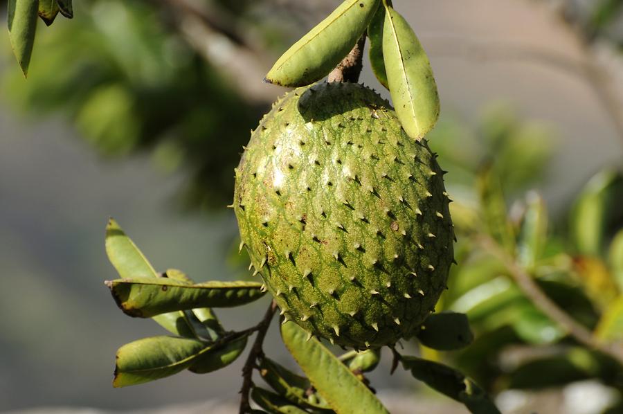 Rainforest near Kunturhuasi - Exotic Fruit