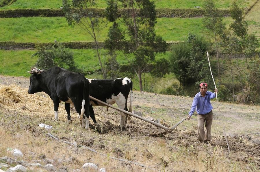Rural Life near Cumbayo