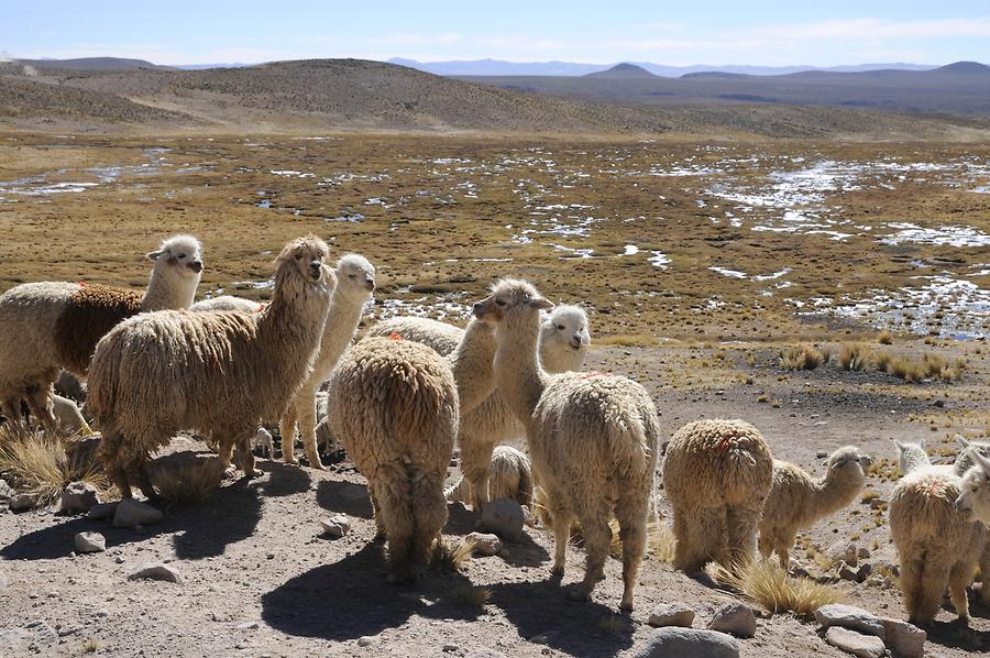 Altiplano - Llamas