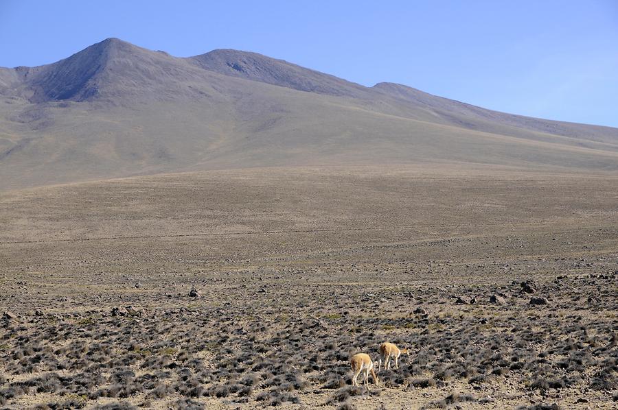 Altiplano - Vicuñas