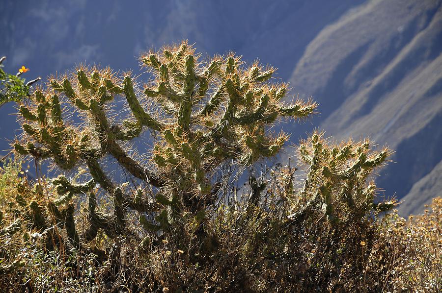 Colca Canyon - Cruz del Condor; Cactus