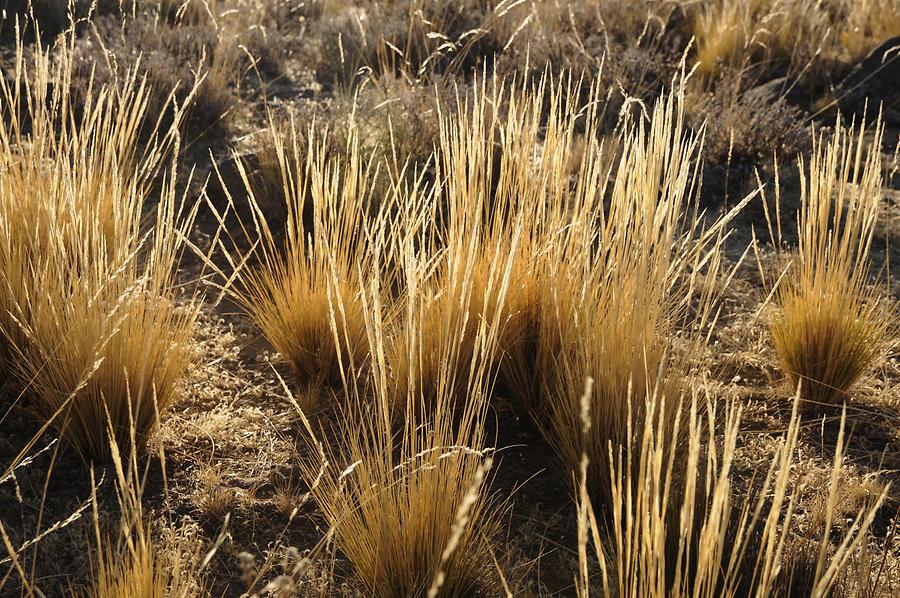 Typical Tussock Grass