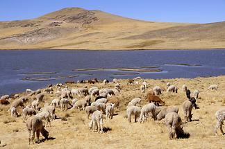 Altiplano - Laguna Lagunillas (1)