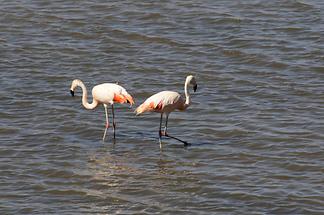 Flamingos (1)