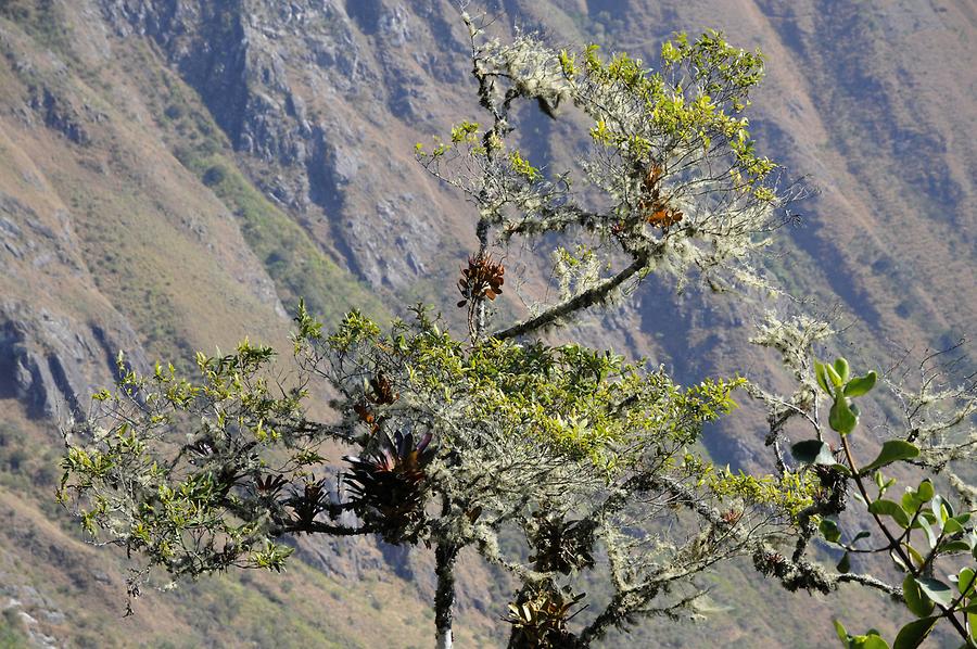 Inca Trail - Rain Forest