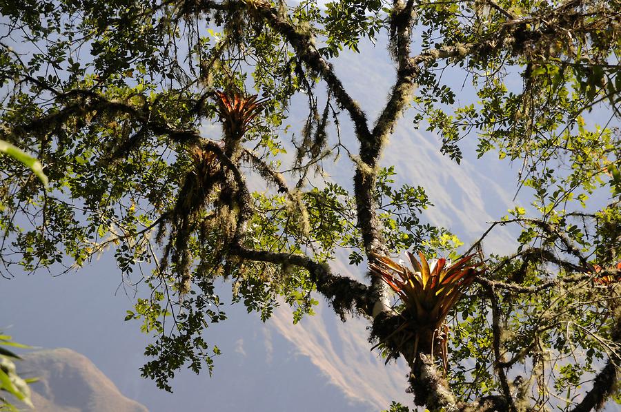Inca Trail - Rain Forest