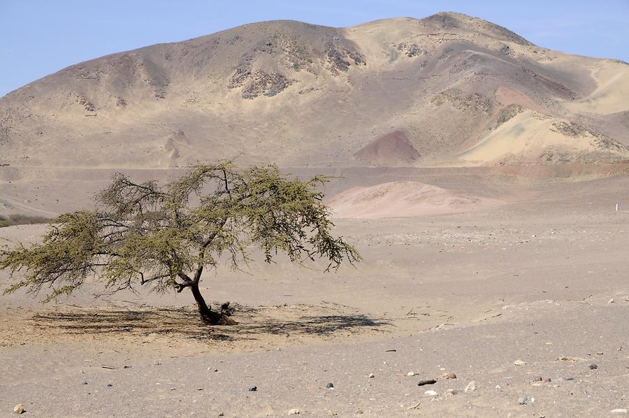 Desert near Chauchilla