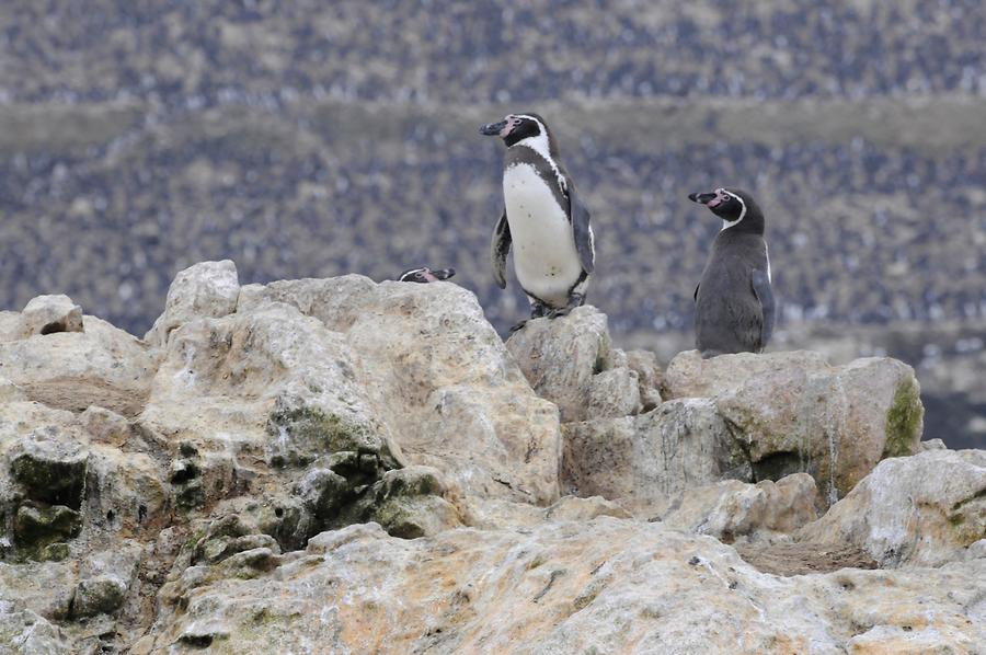 Islas Ballestas - Humboldt Penguin