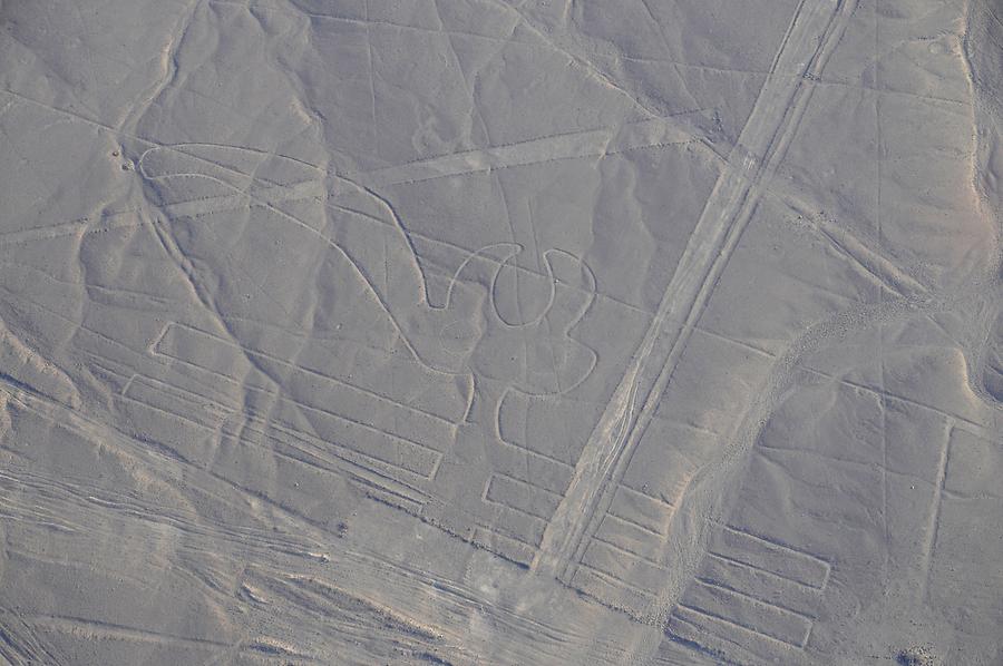 Lines and Geoglyphs: 'Parrot'