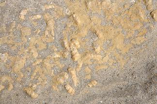 Paracas District - Desert; Fossils