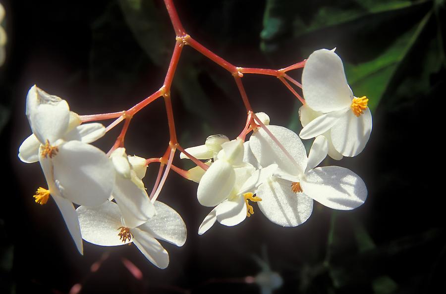 Mamiku Gardens - Orchid