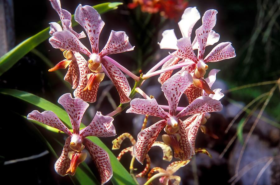Mamiku Gardens - Orchid