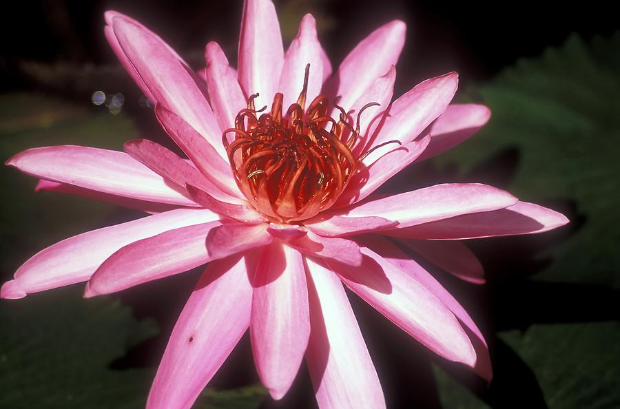 Mamiku Gardens - Water Lily