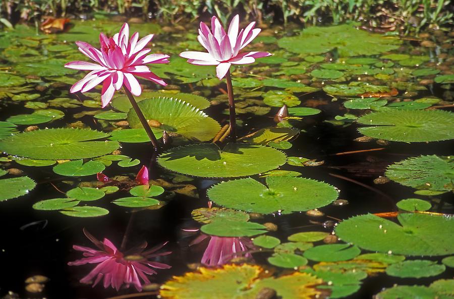 Mamiku Gardens - Water Lily Pond