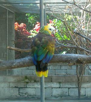 St Vincent parrot, Foto: source: Wikicommons unter CC 