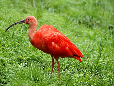 Scarlet ibis, Foto: source: Wikicommons unter CC 