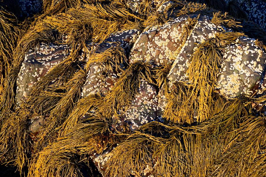 Frenchman Bay - Seaweed