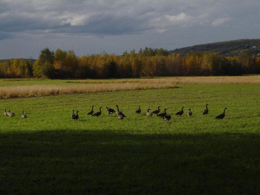 Canada geese, Photo: H. Maurer, 2005