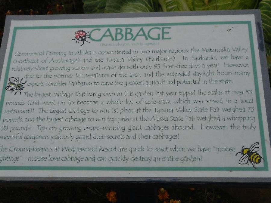 Huge cabbage, Photo: H. Maurer, 2005