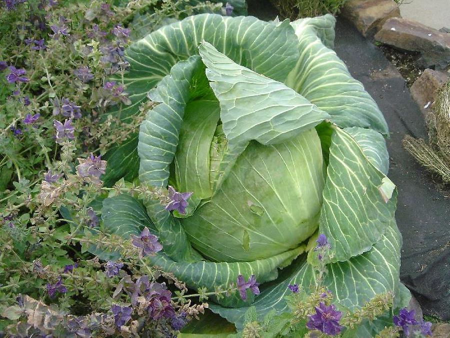 Cabbage, Photo: H. Maurer, 2005