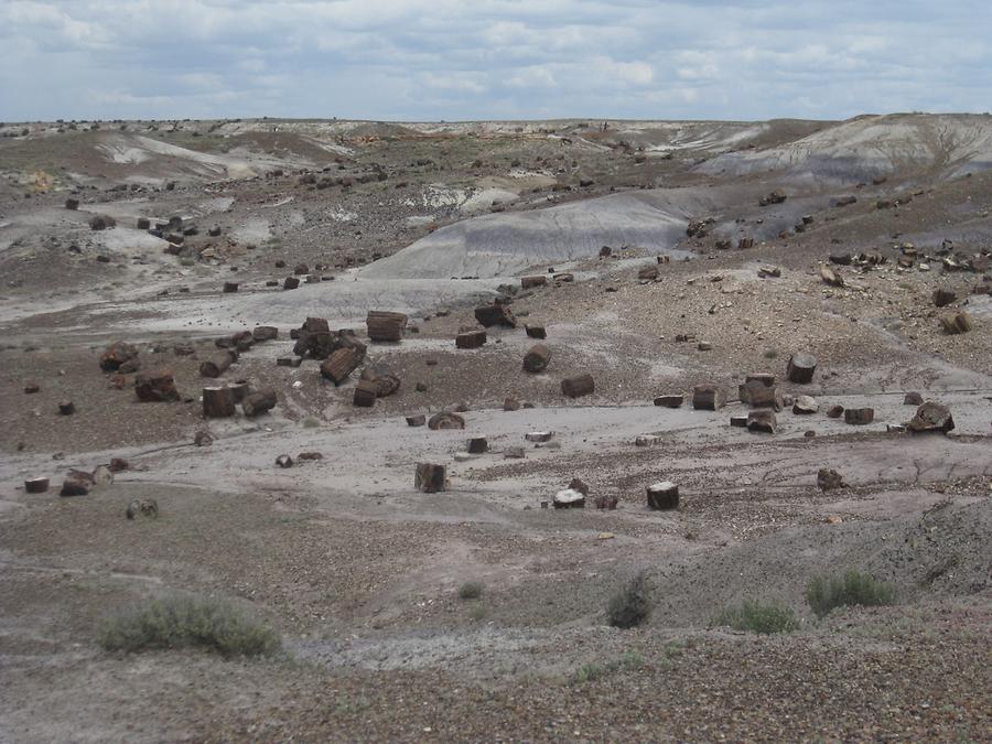 Petrified Forest Painted Desert National Park