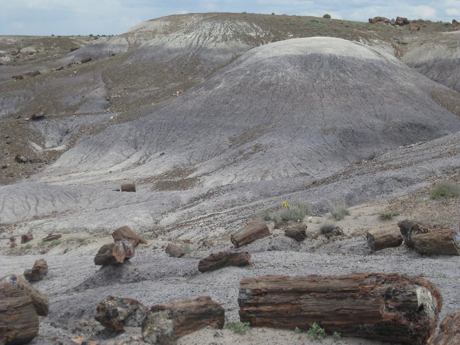 Petrified Forest Painted Desert National Park
