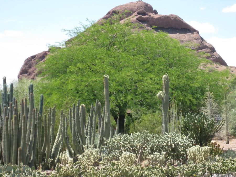 Phoenix Desert Botanical Garden
