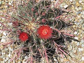 Phoenix Desert Botanical Garden (2)