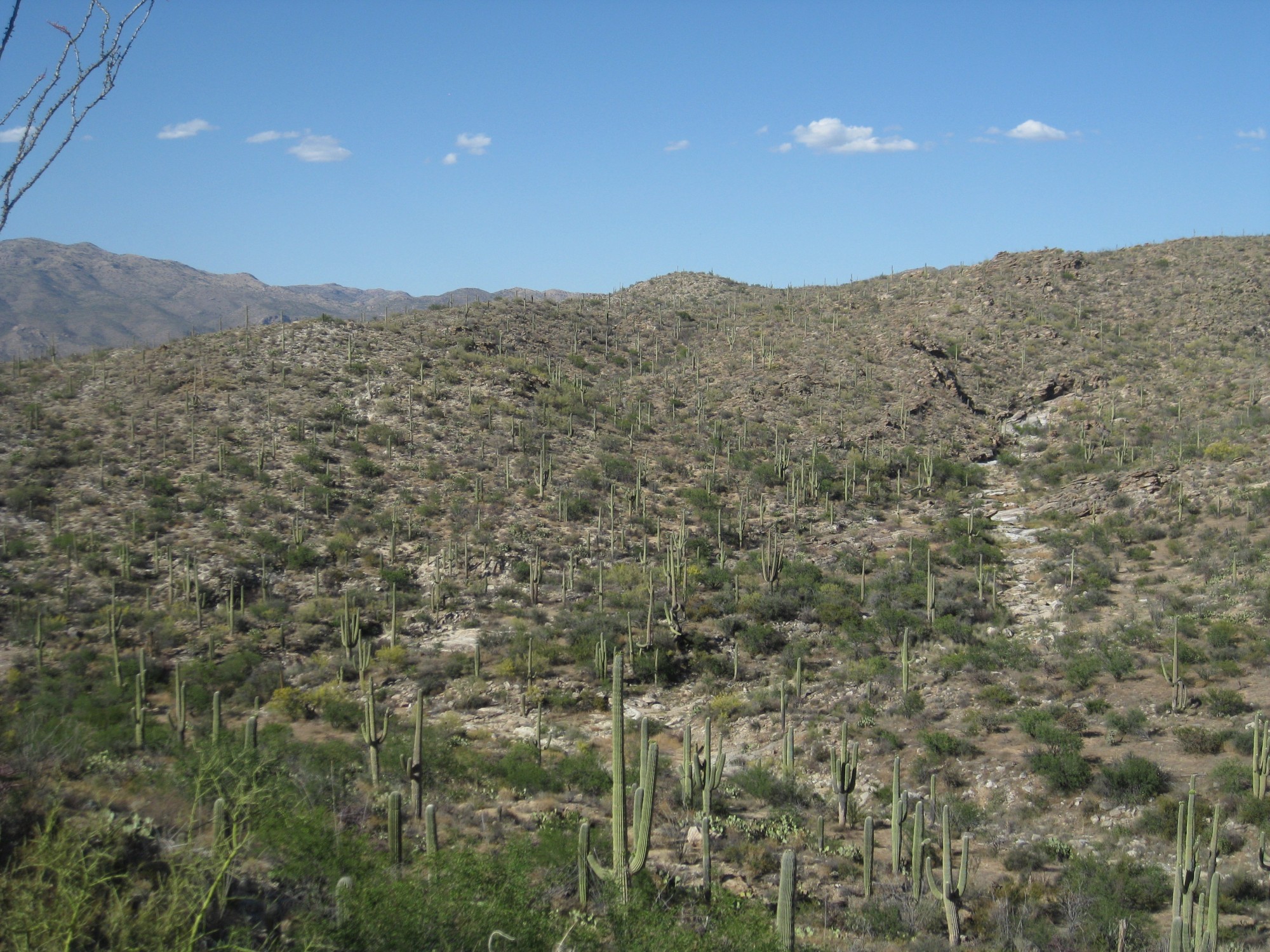 Saguaro NP (10) | Arizona (2) | Pictures | United States in Global ...
