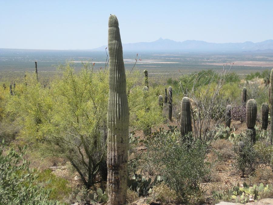 Tucson Arizona-Sonora Desert Museum