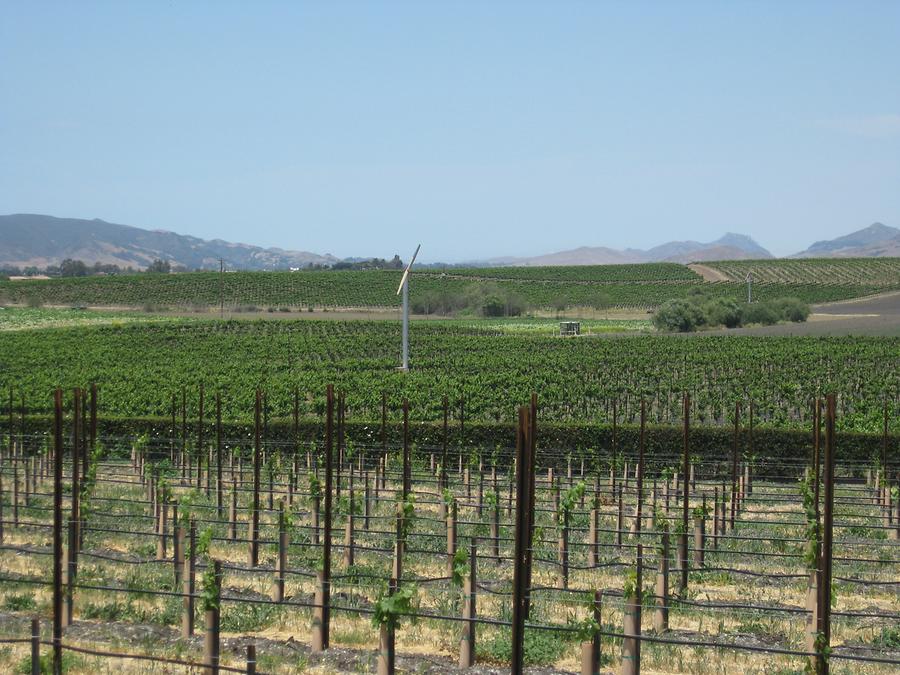 San Luis Obispo Edna Valley Vineyard