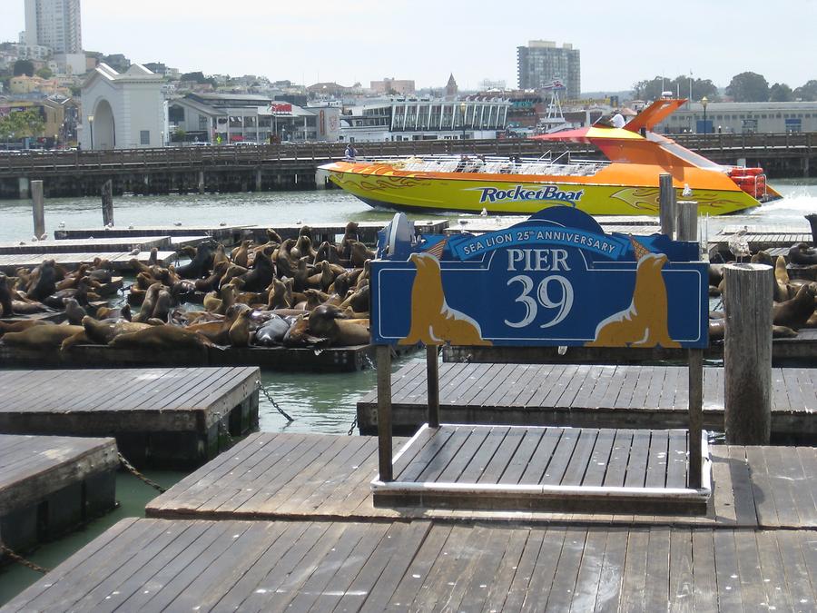 San Francisco Pier 39 & Sea Lions