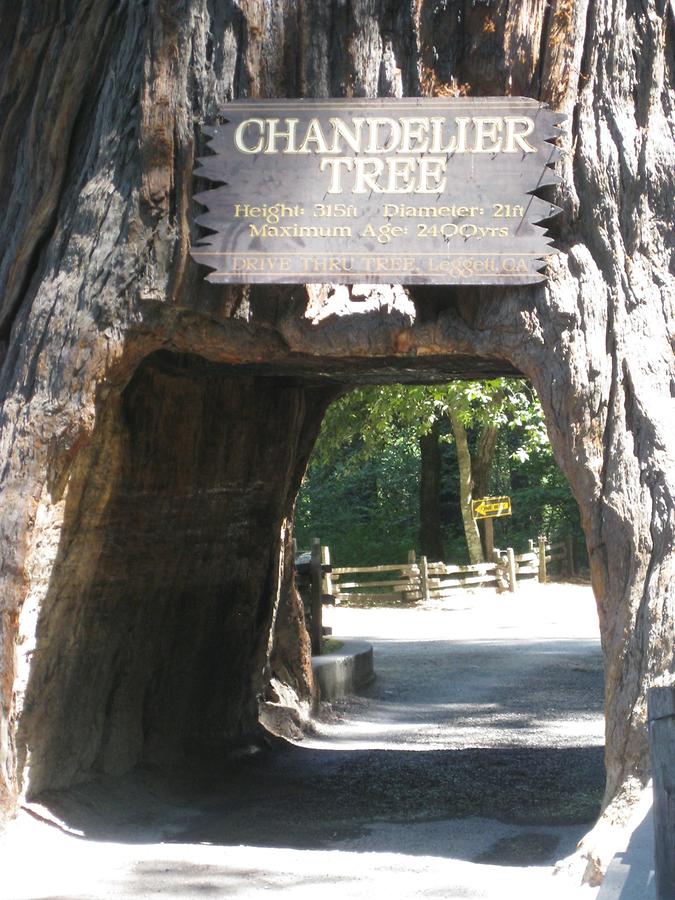 Leggett Chandelier Drive Thru-Tree