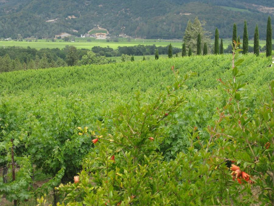 Napa Valley Calistoga Castello di Amorosa Vineyards