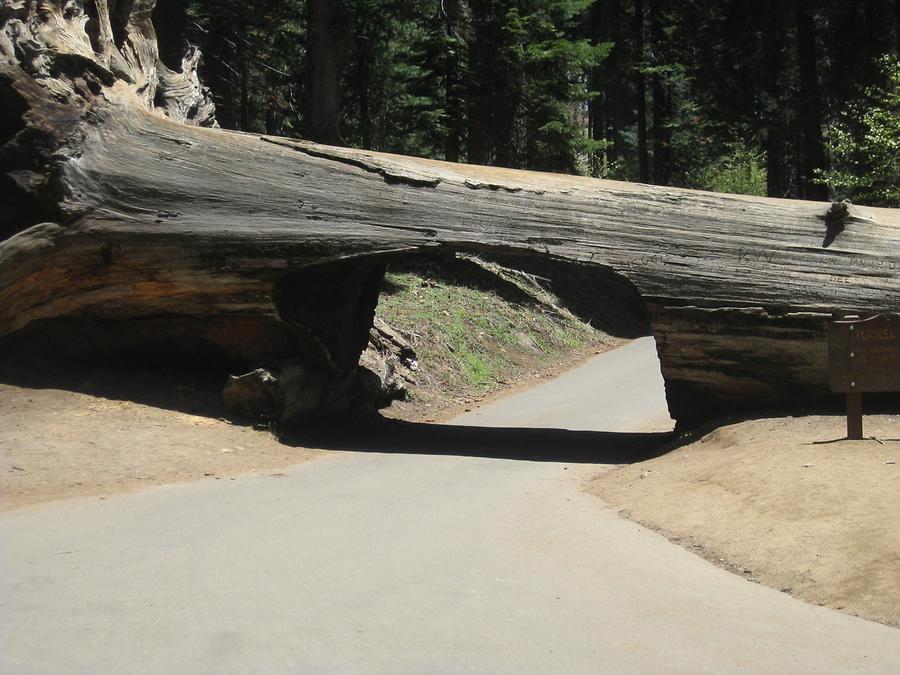 Sequoia Kings Canyon National Park Tunnel Log