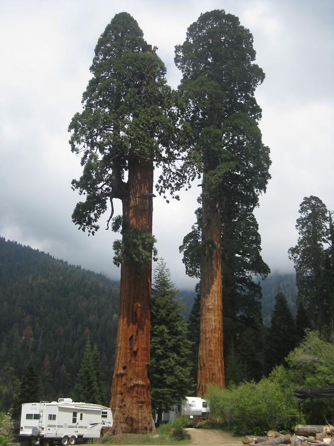 Sequoia National Forest Sequoia Crest