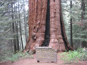 Sequoia NF Sequoia Crest Stagg Tree