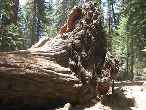 Sequoia NF Trail of 100 Giants (1)