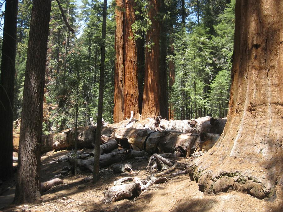 Sequoia National Forest Trail of 100 Giants