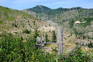 Mount St. Helens - Forest (1)