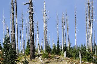 Mount St. Helens - Forest (2)
